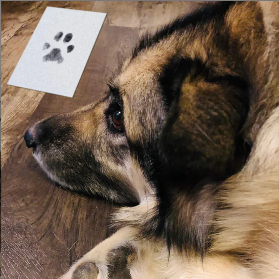 Kit de Impresión de Huellas para Mascotas