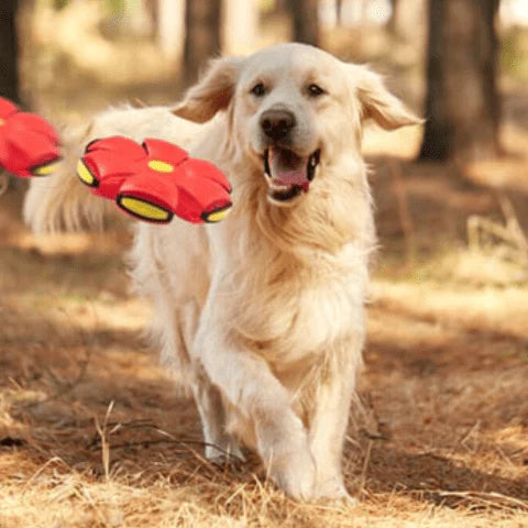 Flying Toy for Dogs with 2 in 1 Function - SkyHound