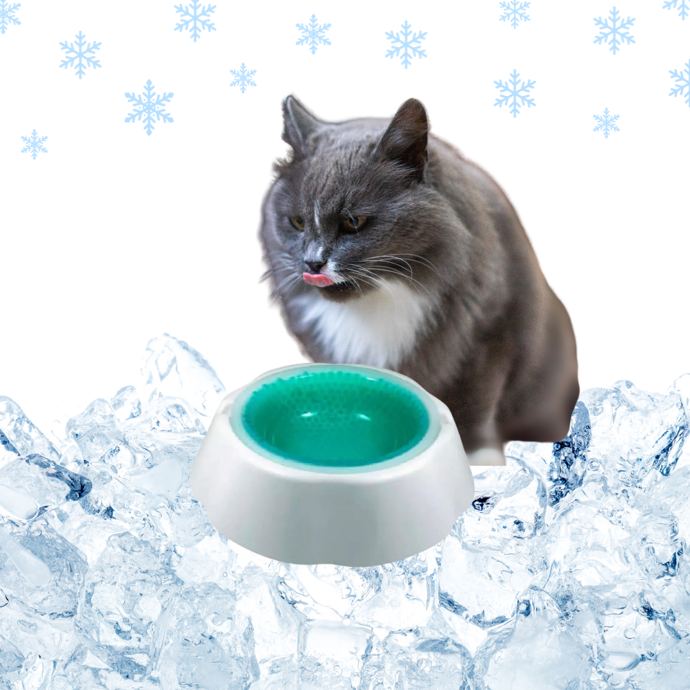 Chilled Bowl for Pets