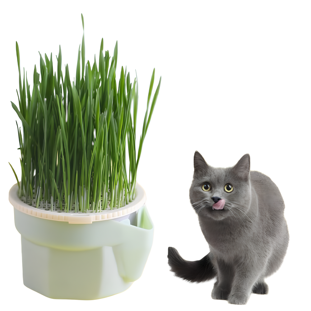 Potted Plants for Cats