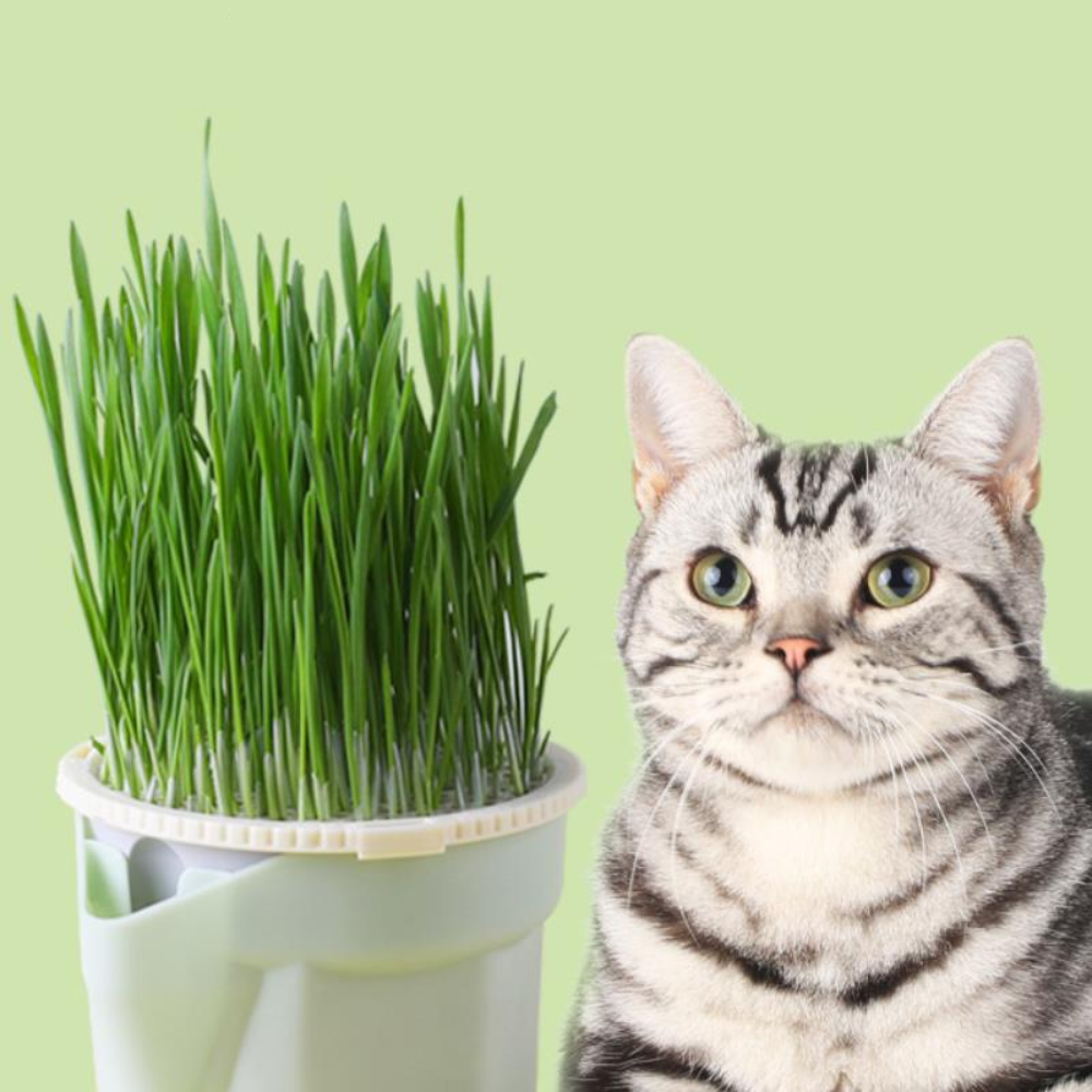 Potted Plants for Cats