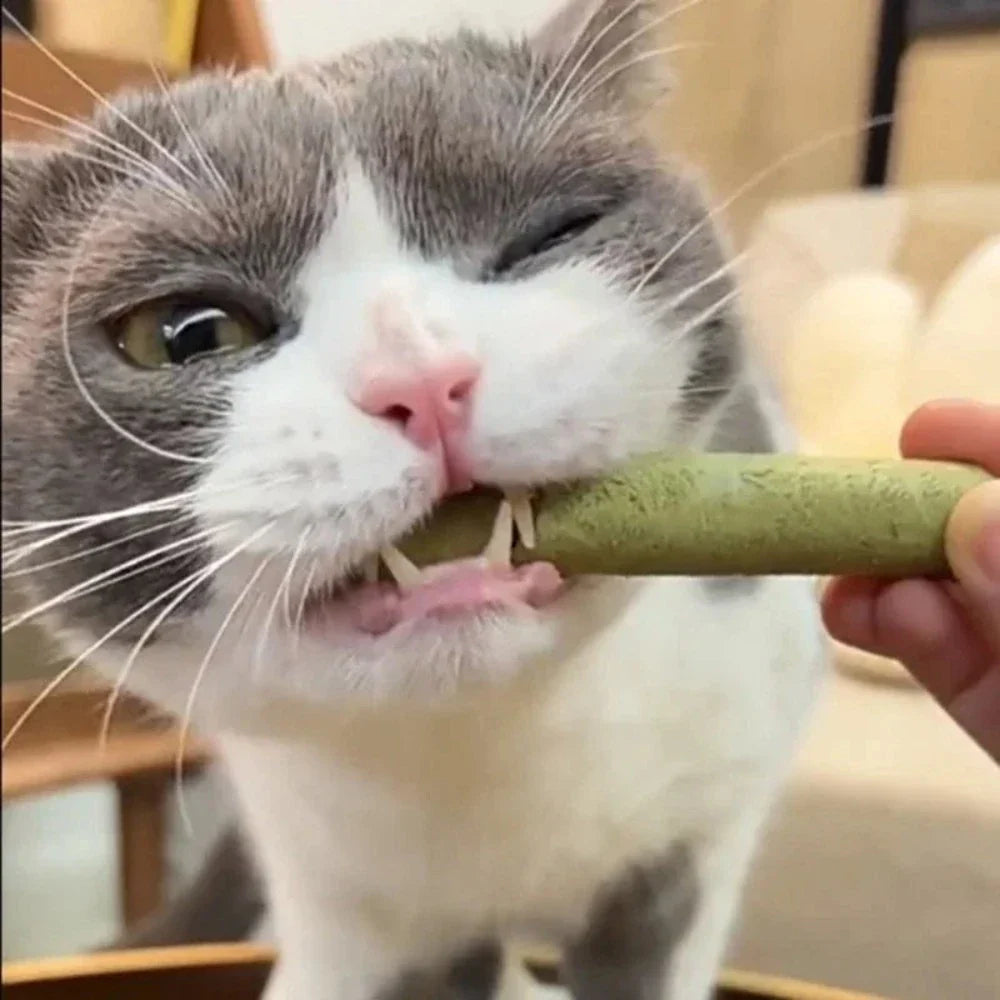 Edible Herb Sticks for Cats